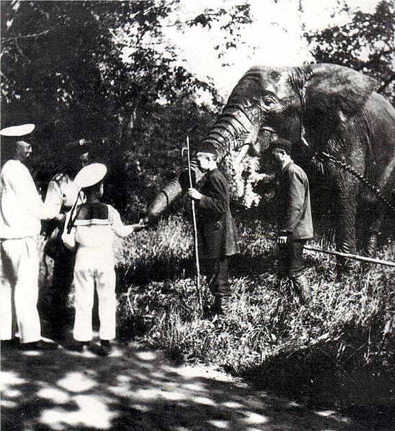 Tsarevich Alexei feeding the Romanov family pet elephant
