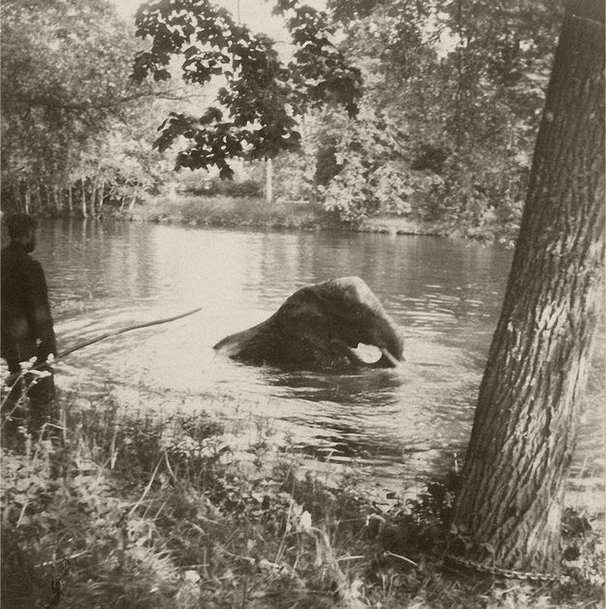 The Romanov family's elephant swimming in one of the Alexander Park ponds. 