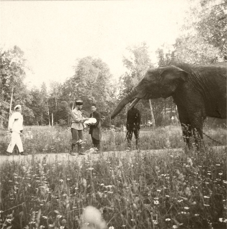 Tsar Nicholas II feeding the Romanov family elephant