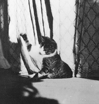 Grand Duchess Olga's cat Vaska. 