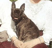 Ortipo - Tatiana Romanov's little French bulldog 